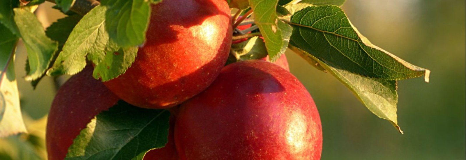 appel