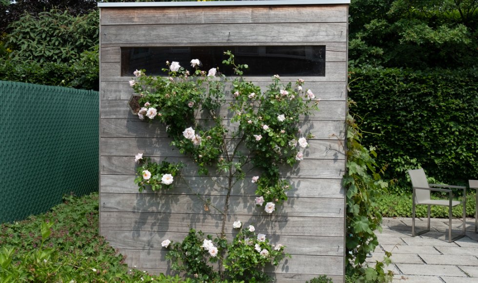 klimplanten