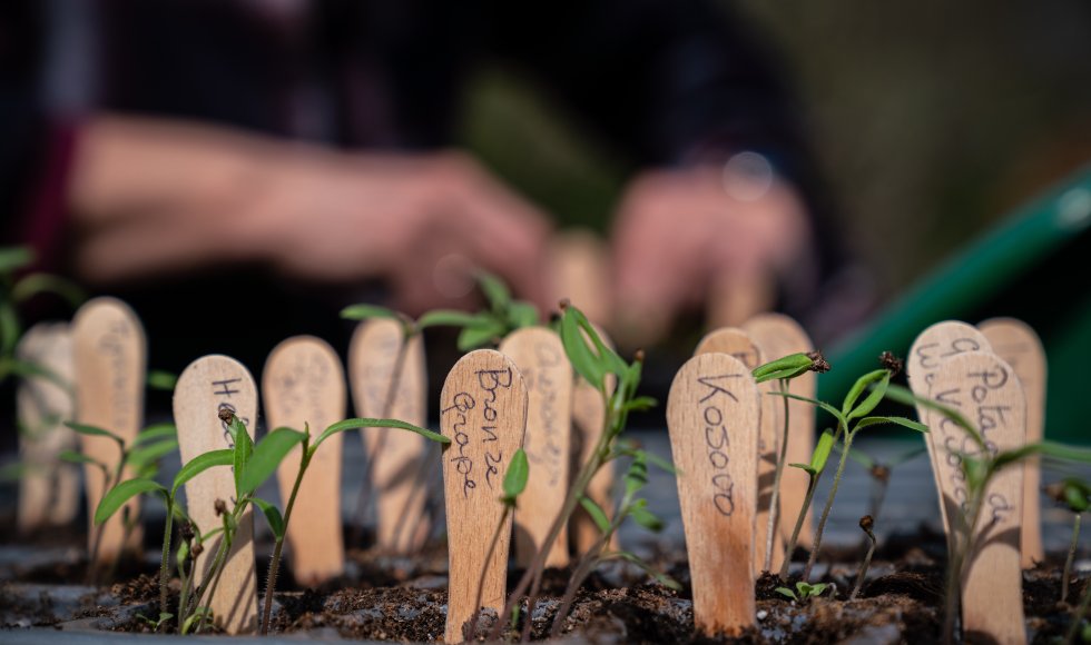 Moestuin starten