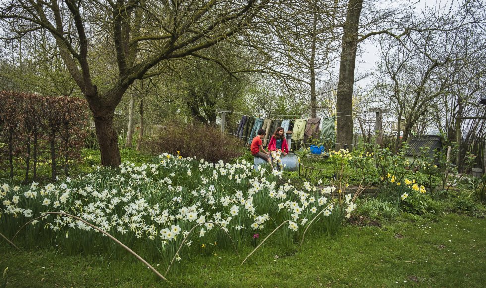 Bollengrasland