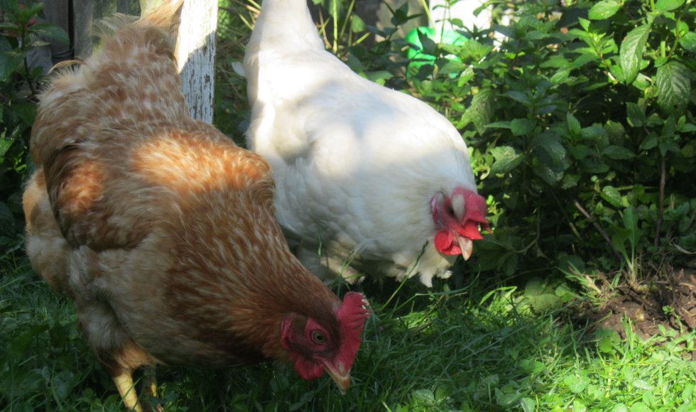 Kippen in de tuin