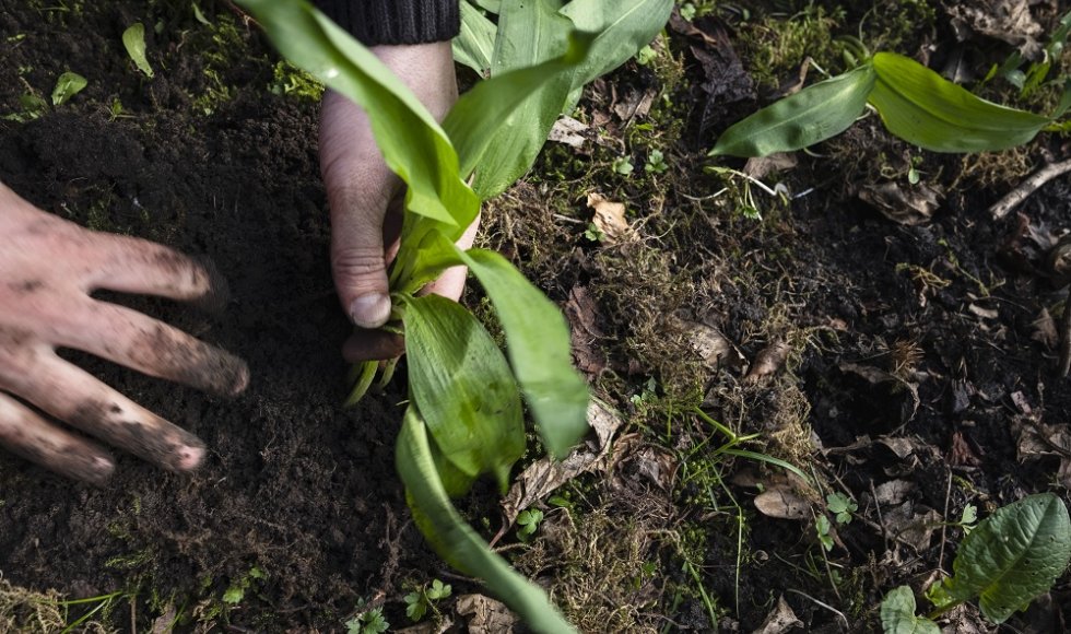 moestuin