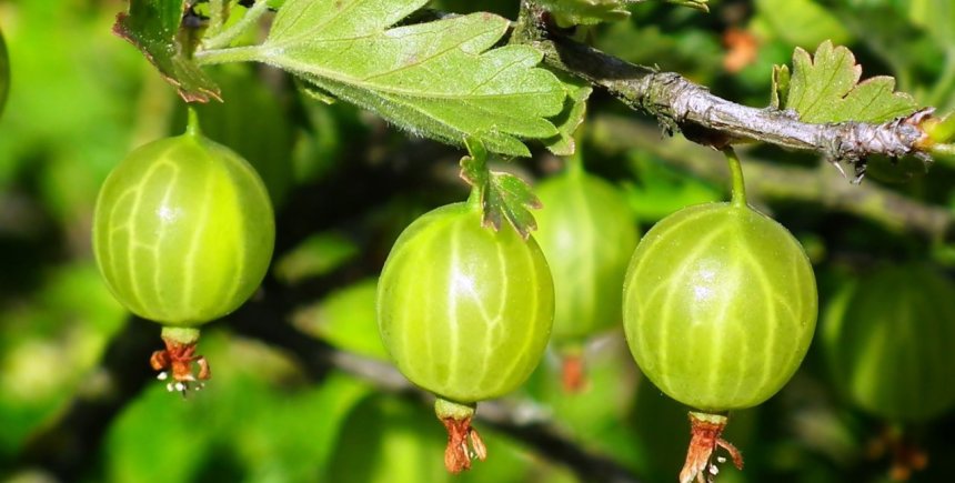 Kruisbes