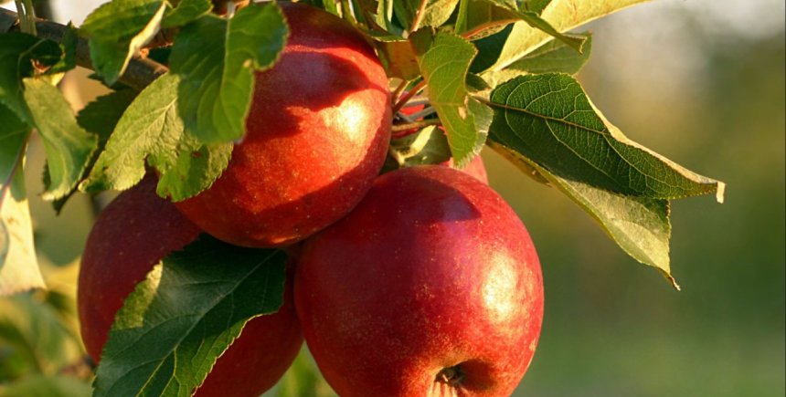 appel