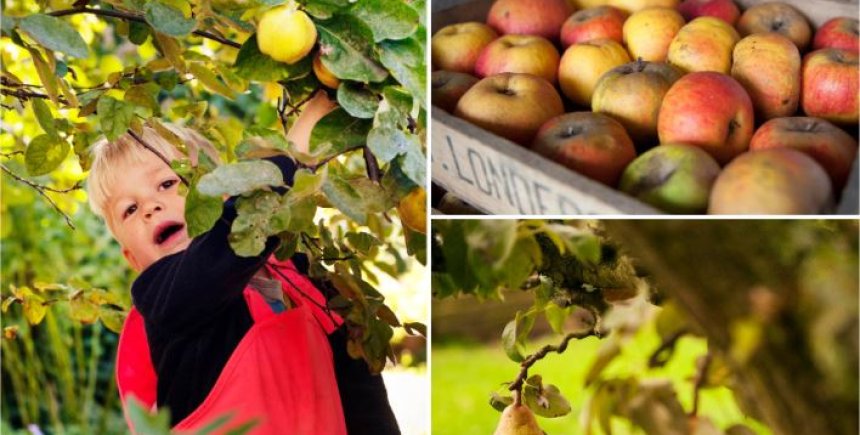 herfstfruit