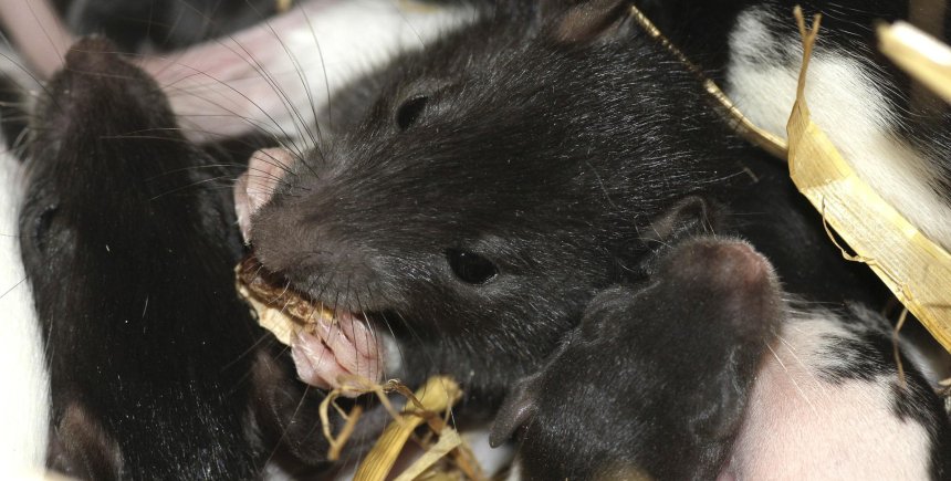 Ratten