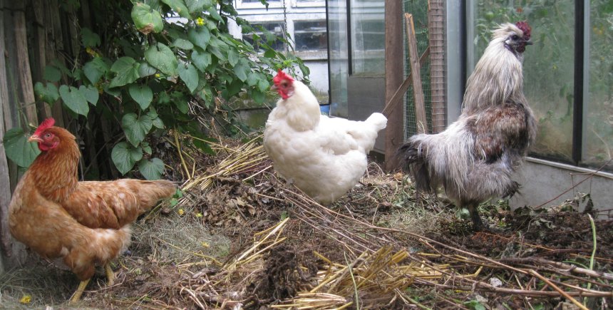 Kippen in de tuin