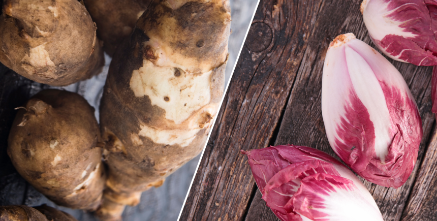 radicchio aardpeer