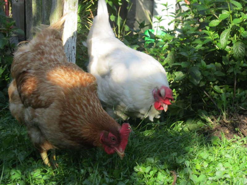 Kippen in de tuin