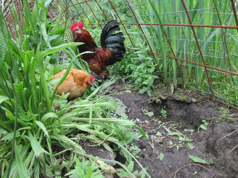 Kippen in de tuin