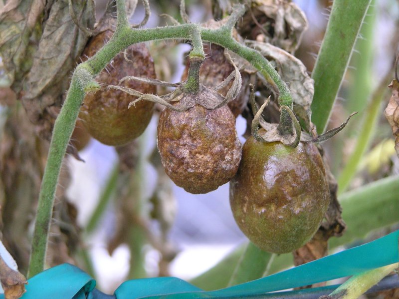 Tomatenziekte