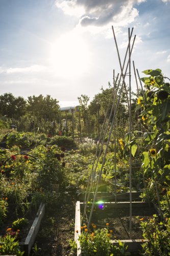 Zonnebloemen in moestuin