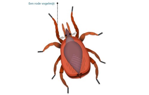 Rode vogelmijt