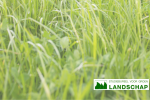 Landschap