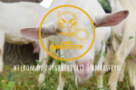 Domein Ommersteyn