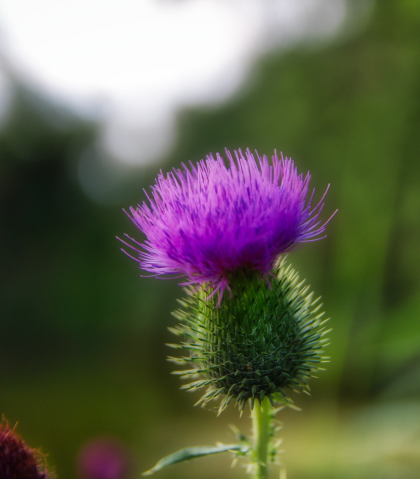 Akkerdistel