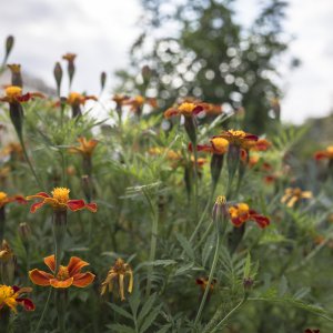 Tagetes