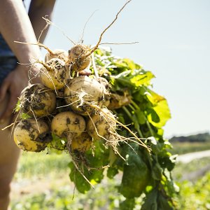 Ecologisch koken