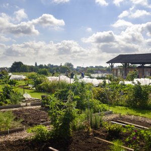 Moestuin