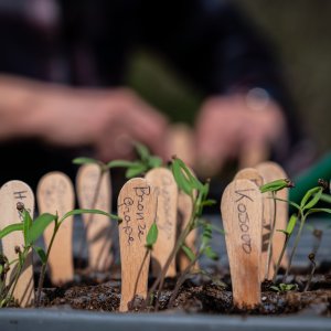 Moestuin starten
