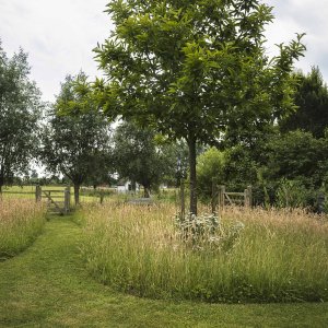 Lang gras