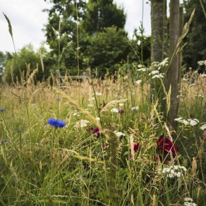 Bloemen gazon