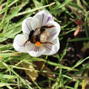 krokus met hommel