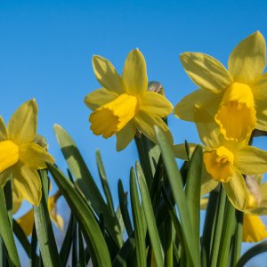 narcis