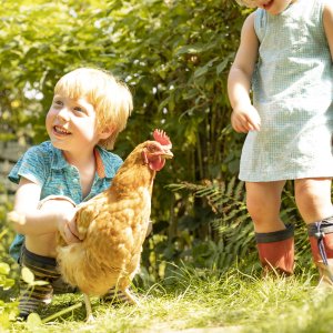 Kippen in de tuin