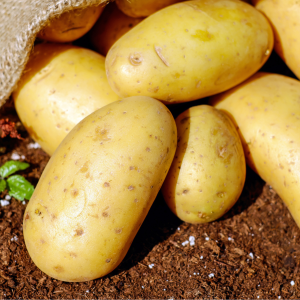 aardappel