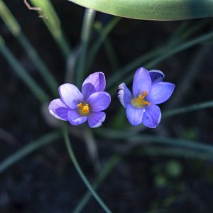 Bloembollen
