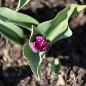 Bloembollen