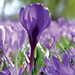 krokus