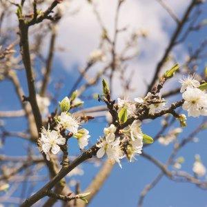 Bloesem fruitbomen