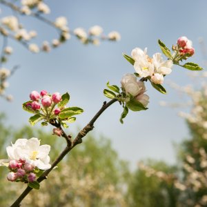 Bloesems