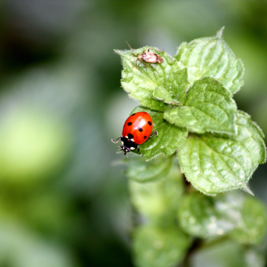 insecten