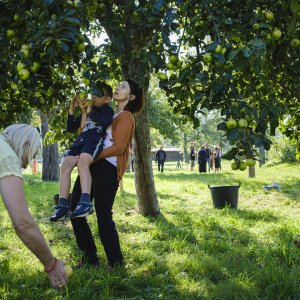 Buurtfruit Gent