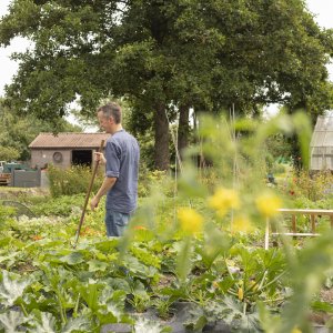 Moestuinieren