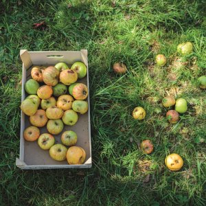 Fruit plukken