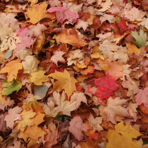 herfst