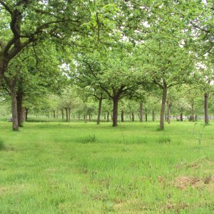 Patrick Heyerick_hoogstamboomgaard_Kruisem