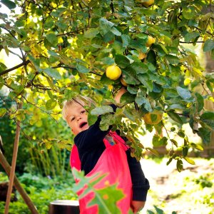 Fruit in de tuin