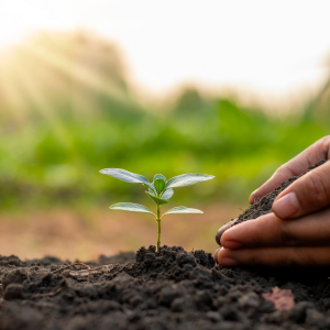 planting