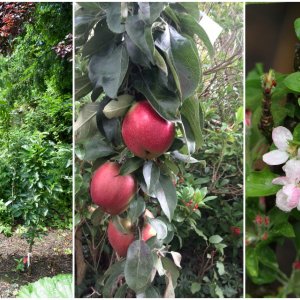 Kolomfruitbomen