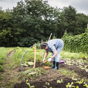 Moestuin