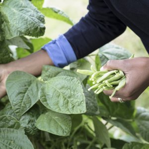 Moestuinieren