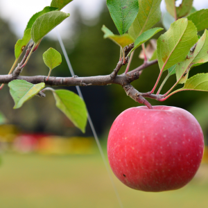 appel