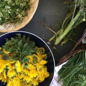 paardenbloemen