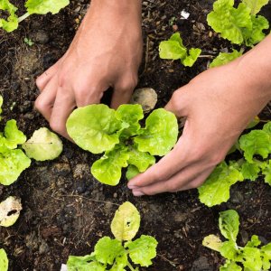 plantgoed