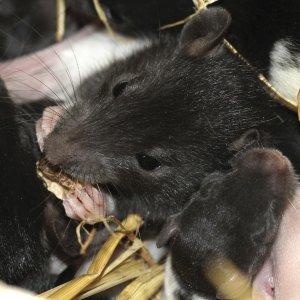 Ratten